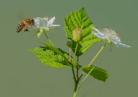 6 - HONEYBEE - SCHRITTWIESER JOHANN - austria